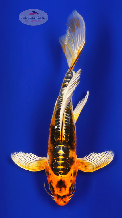 Doitsu Kujaku 9 inches [ED9-21626-5]