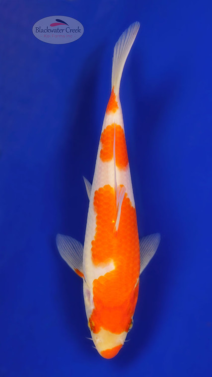 Kohaku 6 inches [ED9-21626-9]