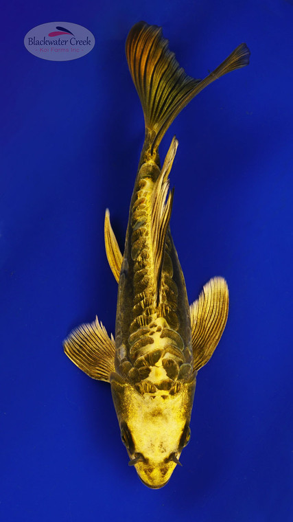 Kin Kikokuryu 9 inches [ED10-21626-5]