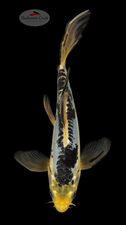 Kumonryu 8 inches [ED10-21626-9]