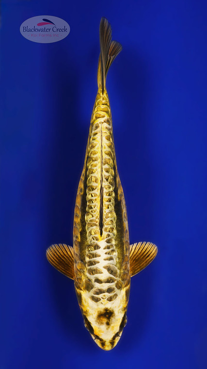 Kikokuryu 10 inches [ESH18-21626-3]