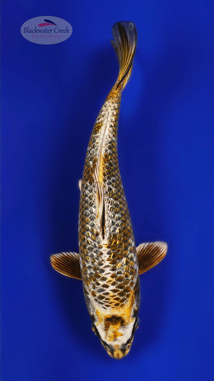 Gin Rin Kujaku 10 inches [ESH18-21626-4]