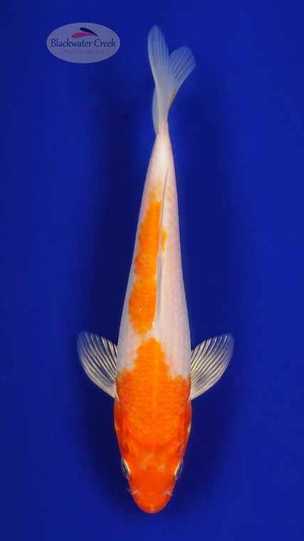 Hariwkae 4-5 inches [C26-T28-1]