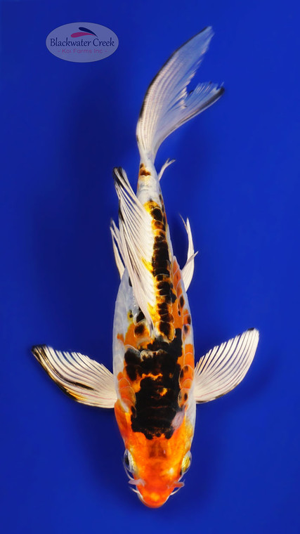 Heisei Nishiki 5-6 inches [C26-T28-6]