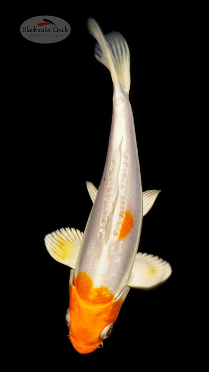 Doitsu Hariwake 5-6 inches [C26-T28-9]