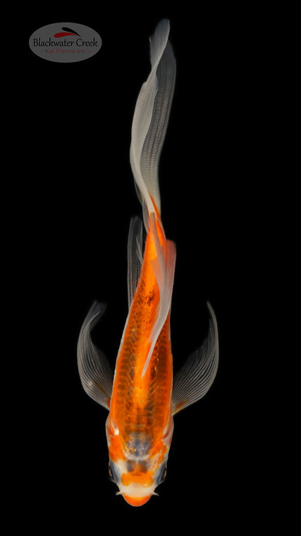 Marvin 5-6 inches [C26-T29-2]