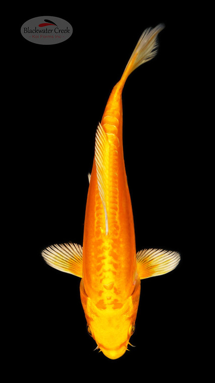 Doitsu Orenji 5-6 inches [C26-T29-5]