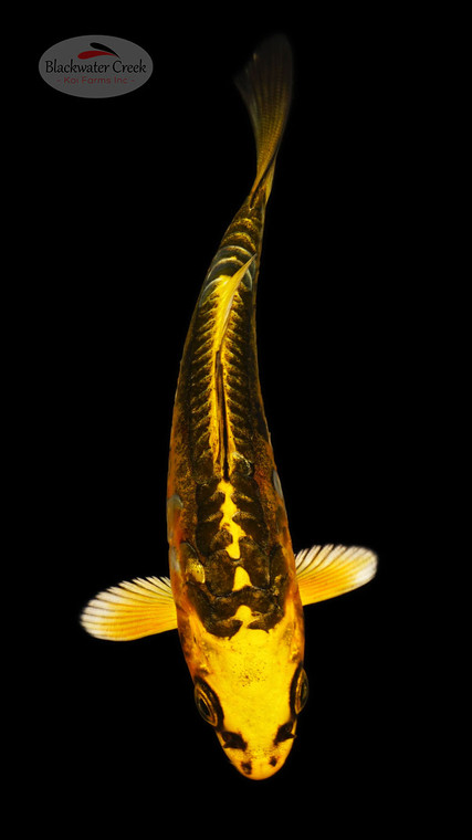 Kikokuryu 4-5 inches [C26-T31-11]