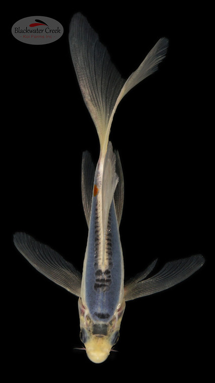 Shusui 5-6 inches [C26-T35-1]