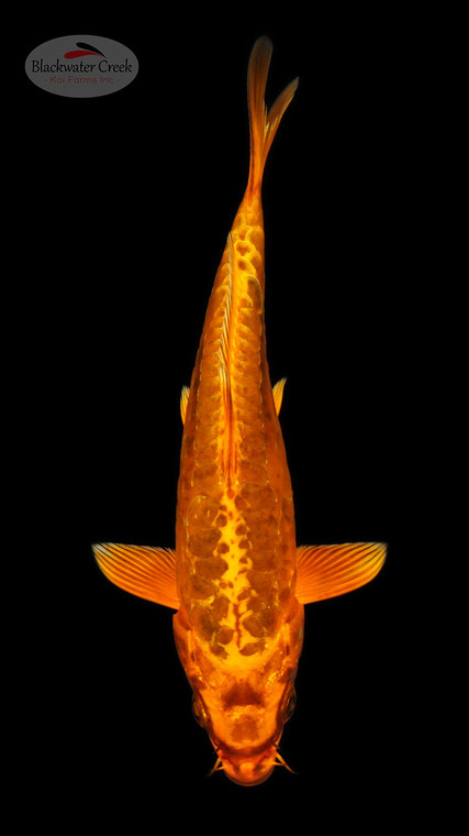 Doitsu Chagoi 5-6 inches [C26-T35-5]