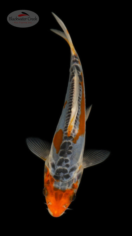 Shusui 4-5 inches [C26-T35-7]