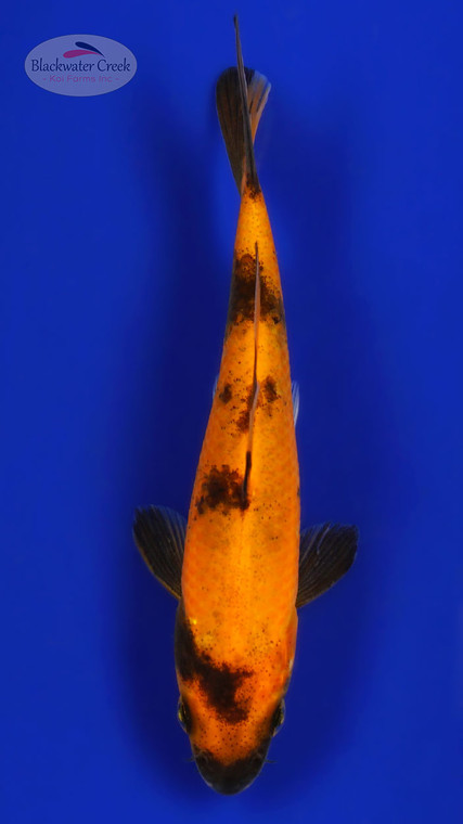 Hi Utsuri 4-5 inches [C26-T35-8]