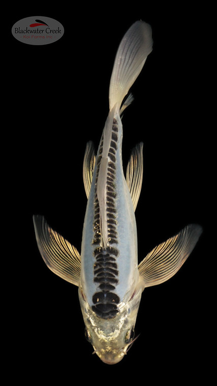 Sapphire Kikokuryu 5-6 inches [C26-T36-7]