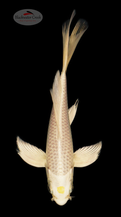 Hariwake 5-6 inches [C26-T39-2]