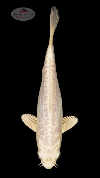 Doitsu Platinum 6-7 inches [C26-T39-3]