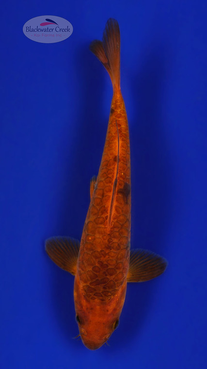 Chagoi 5-6 inches [C26-T39-6]