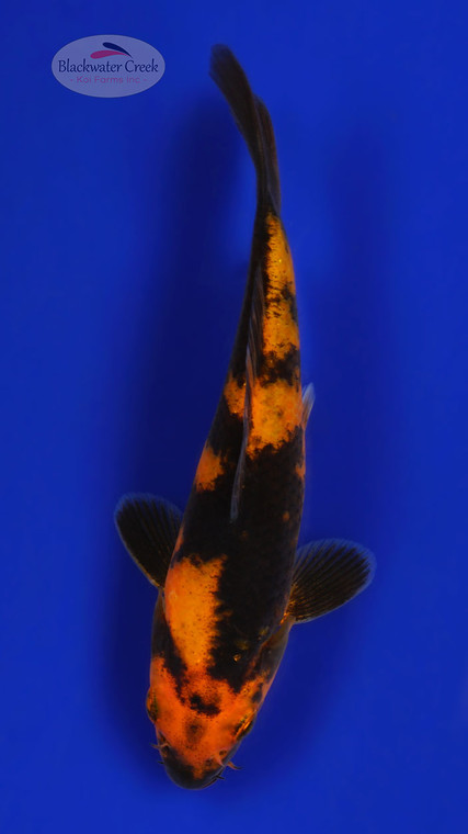 Hi Utsuri 5-6 inches [C26-T39-7