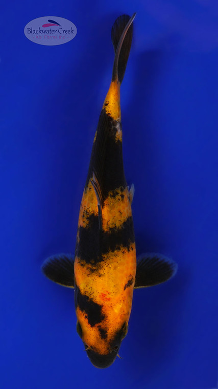 Hi Utsuri 5-6 inches [C26-T39-8]