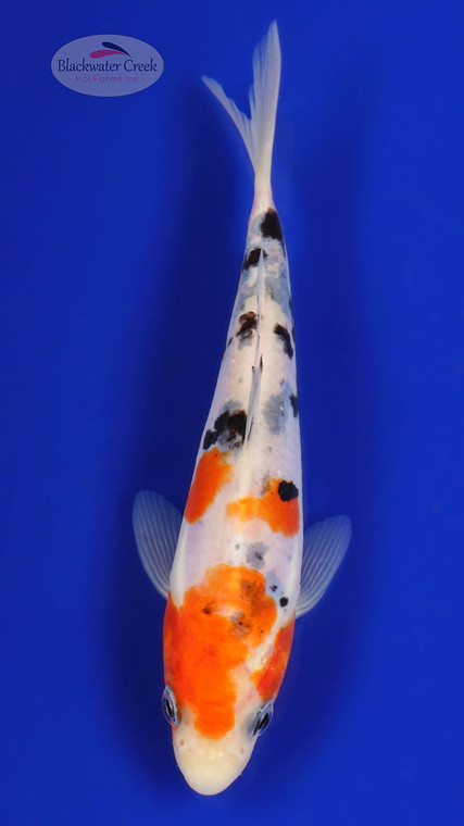 Doitsu Sanke 5-6 inches [C26-T41-2]