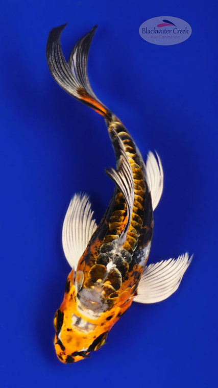 Kujaku 4-5 inches [C26-T41-5]