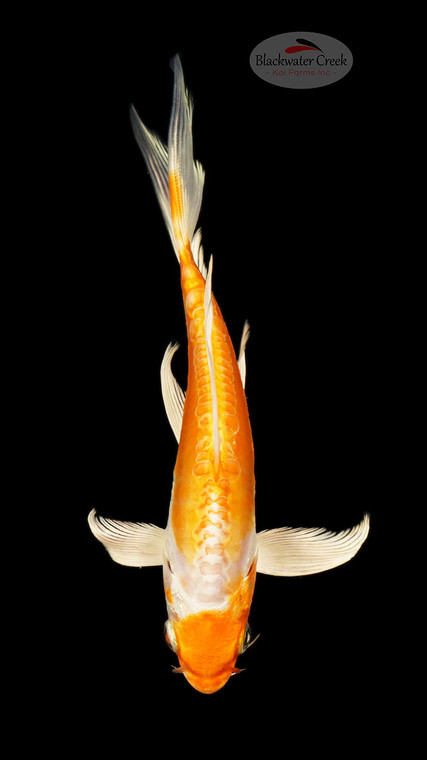 Doitsu Hariwake 6-7 inches [C26-T41-9]