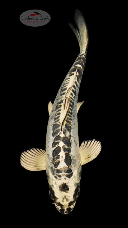 Kikokuryu 7-8 inches [C26-T49-1]