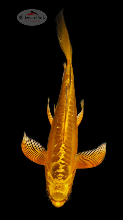 Gold Ingot 5-6 inches [C26-T49-2]