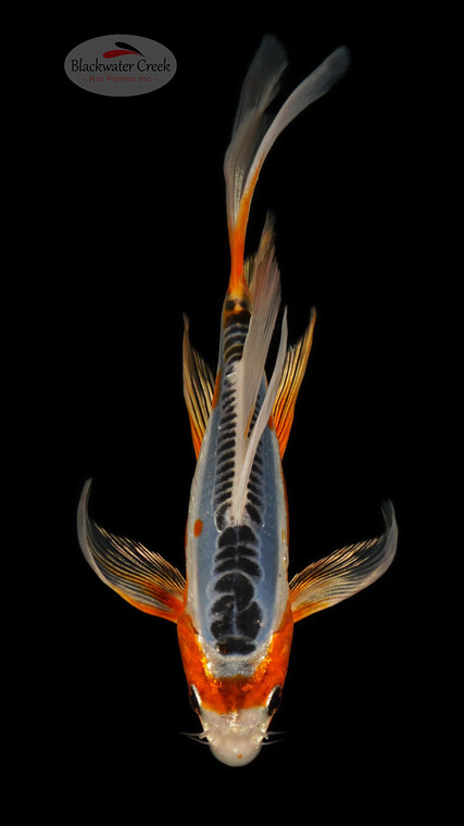 Shusui 5-6 inches [C26-T49-4]