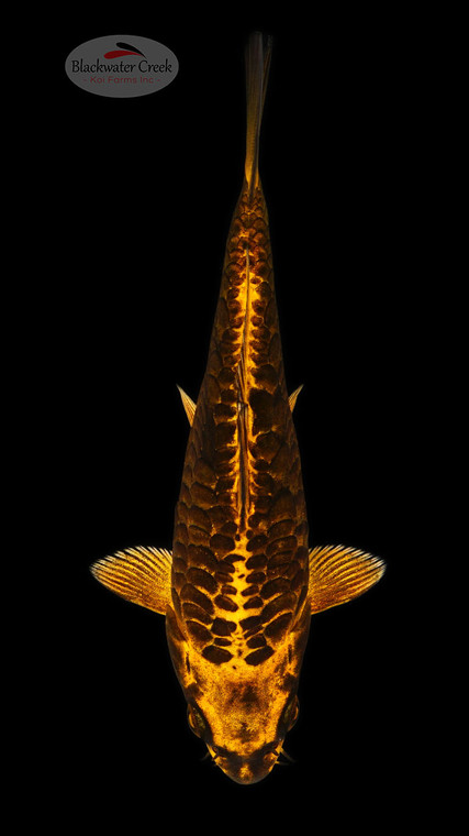 Aragoke Kikokuryu 5-6 inches [C26-T49-5]