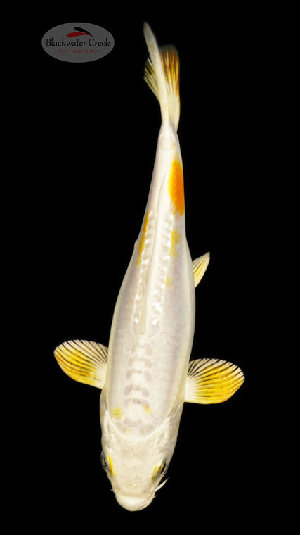 Doitsu Hariwake 5-6 inches [C26-T49-6]