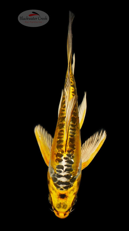 Kikokuryu 6-7 inches [C26-T49-7]