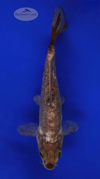 Doitsu Soragoi 6-7 inches [C26-T49-10]