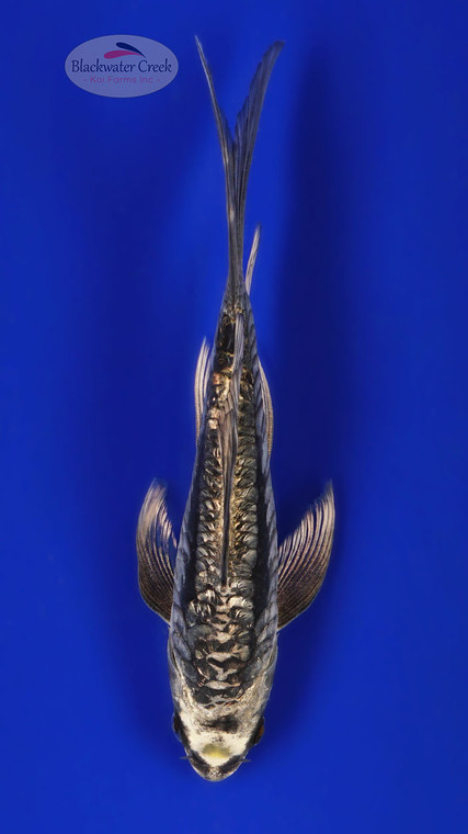 Gin Rin Kikokuryu 6-7 inches [C26-T49-11]