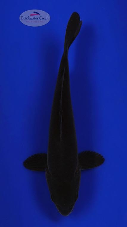 Karasu 5-6 inches [C26-T55-3]