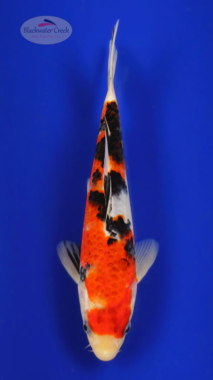 Sanke 7-8 inches [C26-T55-7]