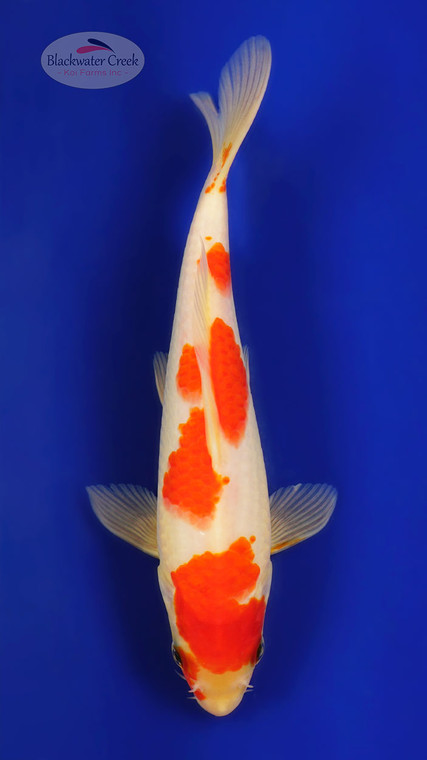 Kohaku 8-9 inches [C26-T55-8]