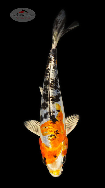 Heisei Nishiki 5-6 inches [C24-T60-2]