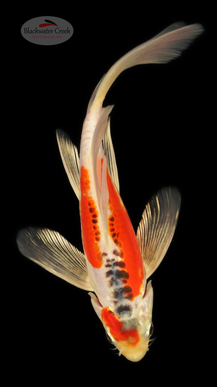 Hi Shusui 5-6 inches [C24-T60-3]