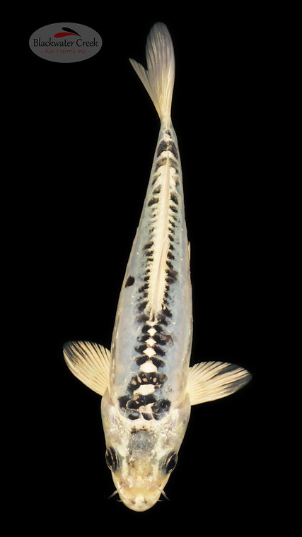 Kikokuryu 6-7 inches [C24-T60-4]