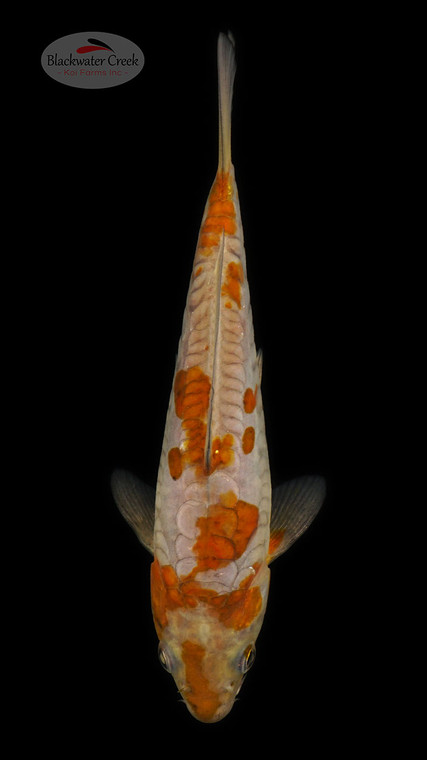 Doitsu Ochiba 5-6 inches [C24-T60-5]