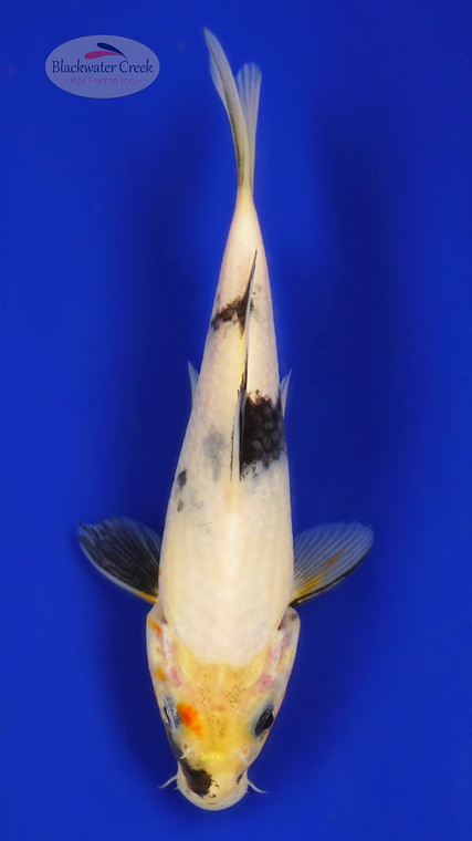 Showa 5-6 inches [C24-T60-8]