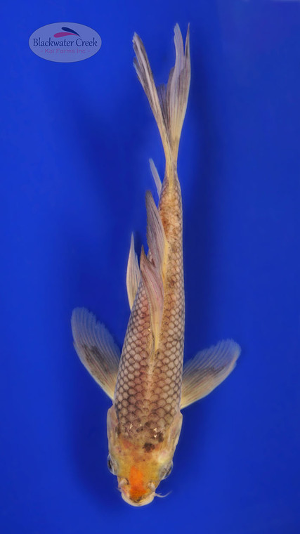 Kawarigoi 7-8 inches [C24-T60-11]