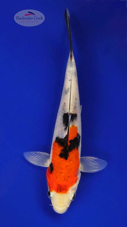 Sanke 5-6 inches [D26-T87-10]