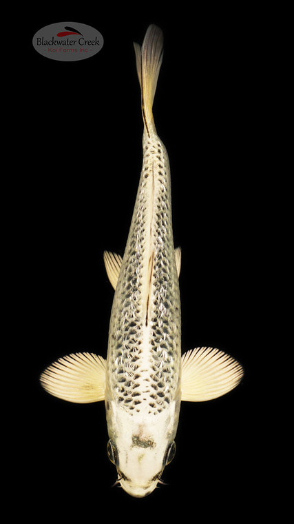 Gin Matsuba 6-7 inches [D26-T91-5]