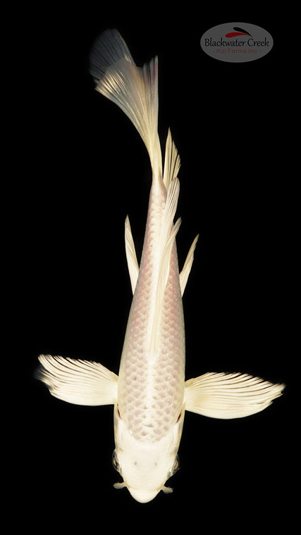 Platinum 5-6 inches [D26-T99-3]