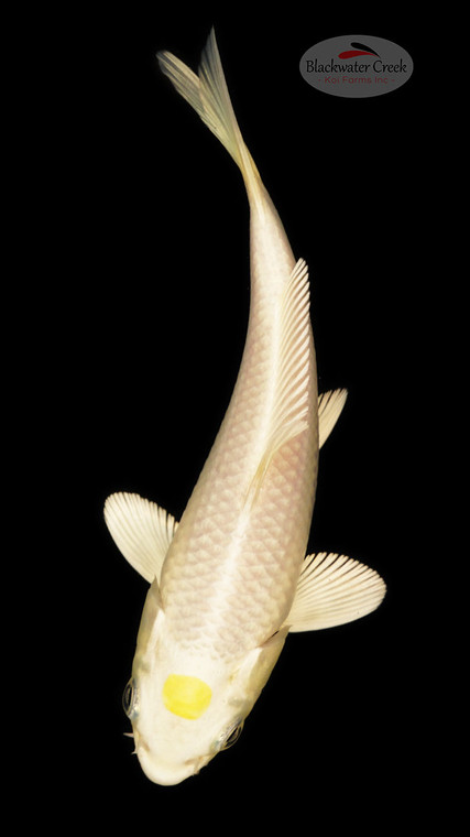 Hariwake 5-6 inches [D26-T100-1]