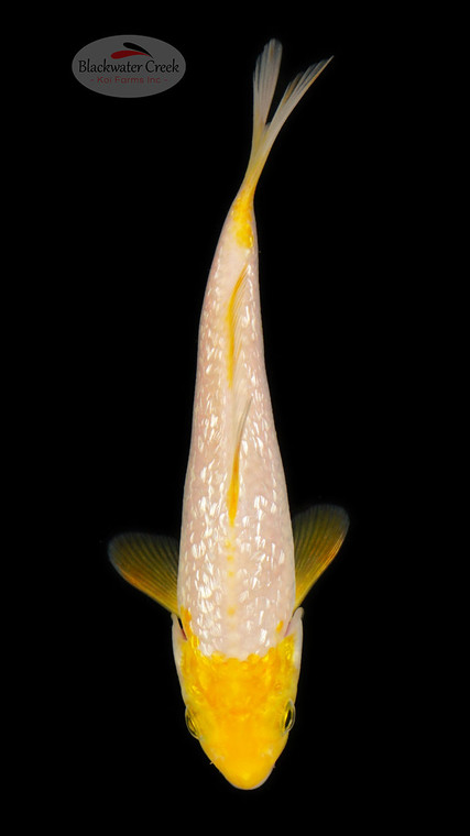 Ochiba 5-6 inches [D26-T100-2]