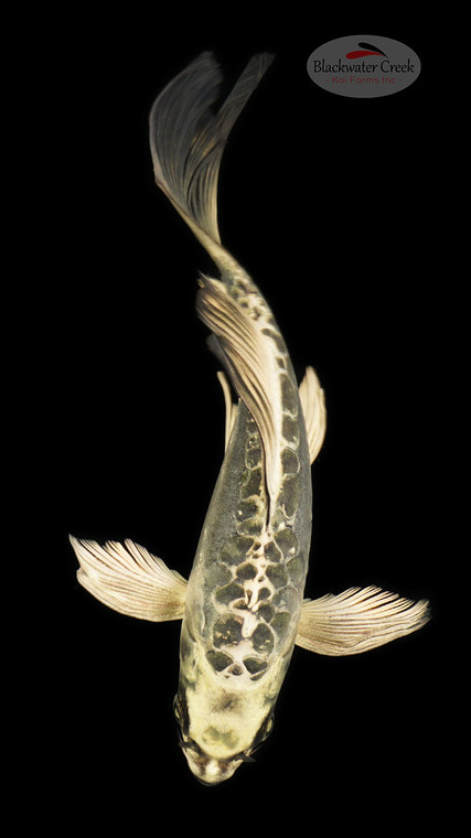 Kikokuryu 6-7 inches [D26-T100-4]