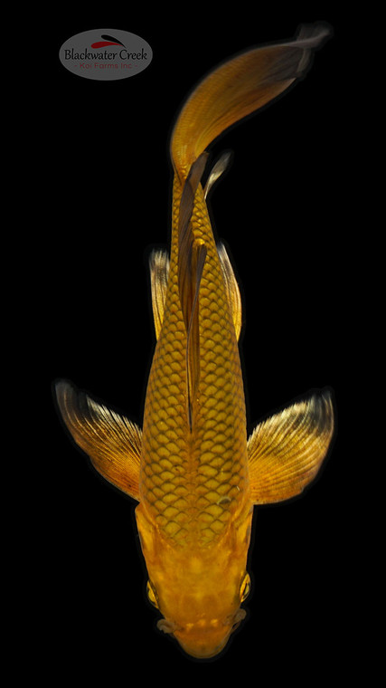 Gold Dust Chagoi 7-8 inches [D26-T100-5]