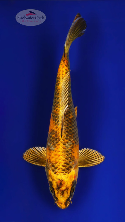 Hi Utsuri 7-8 inches [D26-T100-6]